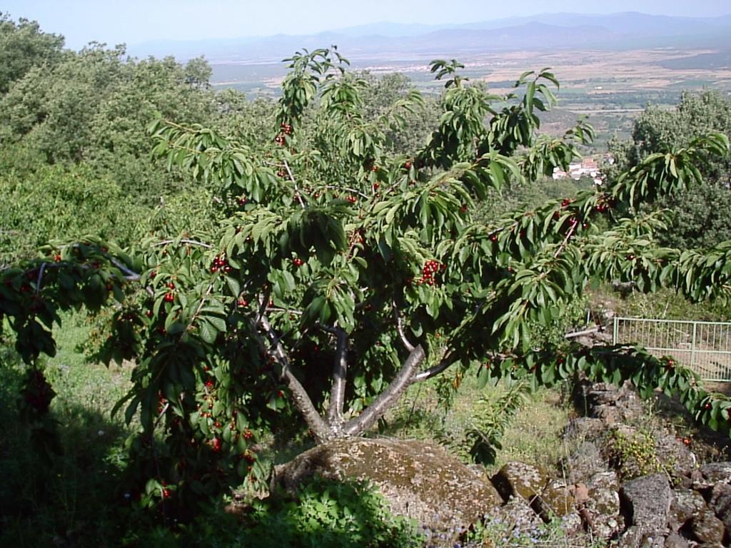 Casas Rurales La Dehesa Casas del Monte Εξωτερικό φωτογραφία